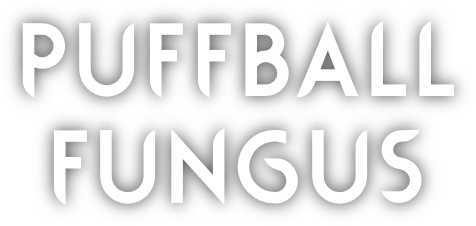 Puffball Fungus